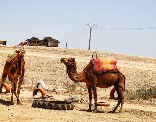 1h de balade en chameau dans le désert d’Agafay